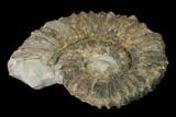 Aegocrioceras Ammonite - Germany #139135-1